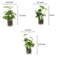 thumbnail image 5 of MyGift Set of 3 Artificial Plants, Faux Tabletop Greenery w/ Clear Glass Pots, 5 of 5