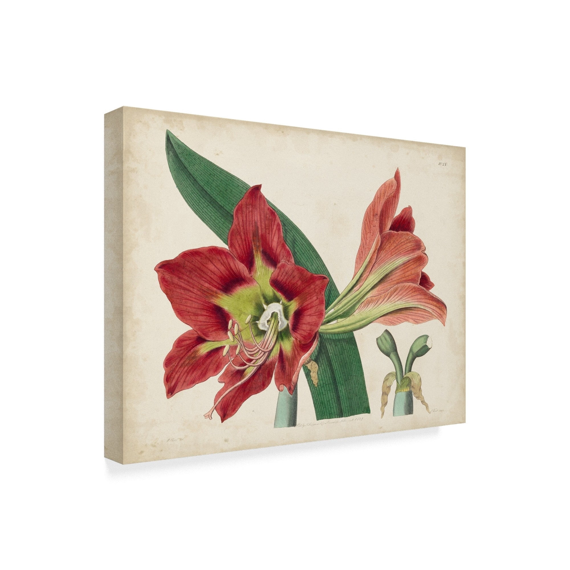 Trademark Fine Art 'Amaryllis Splendor I' Canvas Art by Curtis