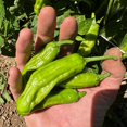 thumbnail image 2 of Plant Good Seed Shishito Pepper Seeds - Sun-Loving Capsicum Annuum, Use for Asian Cuisine Organic Farming - 30 Seeds, 2 of 4