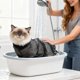 thumbnail image 4 of Lavado de gatos, sujeción ajustable para el baño y el aseo, red de ducha con correas de seguridad, 4 of 6