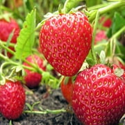 Montery Everbearing 50 Live Strawberry Plants, NON GMO,