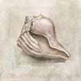 thumbnail image 3 of Robinson, Carol 12x12 Black Modern Framed Museum Art Print Titled - Seashell Textures III, 3 of 5