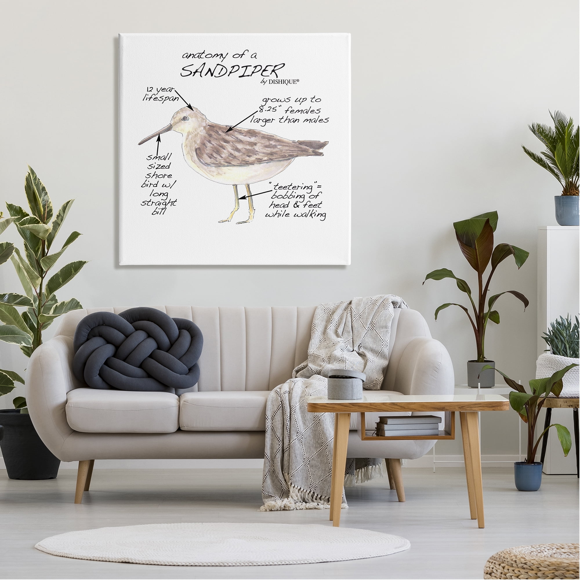 Stupell Industries Sandpiper Beach Bird Wildlife Learning Facts Chart Graphic Art Gallery Wrapped Canvas Print Wall Art, Design by Dishique