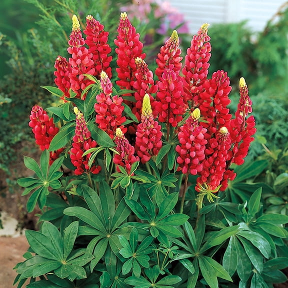 Direct Gardening My Castle Red Flowering Lupine Dormant Bare Root Perennial Starter Plant