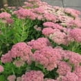 thumbnail image 4 of Sedum Autumn Joy Seeds - 100 Count, Perennial Succulent, Pink-Red Blooms, Zones 3-9, 4 of 5