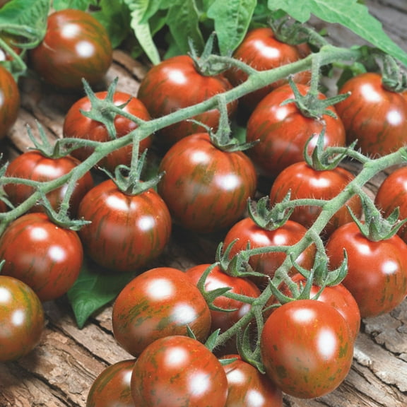 Purple Bumble Bee Tomato Seed 250 Mg ~130 Seeds – Non-GMO, Indeterminate Cherry Type – Sweet & Tangy – Crack-Resistant – Open-Pollinated Heirloom – Garden, Greenhouse, Raised Bed