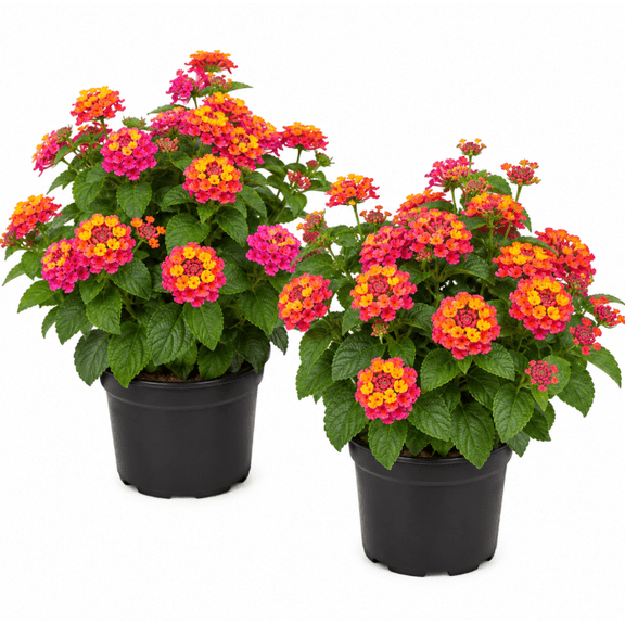 Set 2 Irene Lantana Camara Live Plants 4-6 Inches Tall, Colorful Flowering Plants for Garden, Patio, Containers