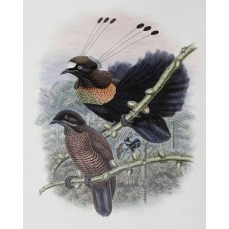 John Koi - Lawes Bird Of Paradise John Gould Poster Print