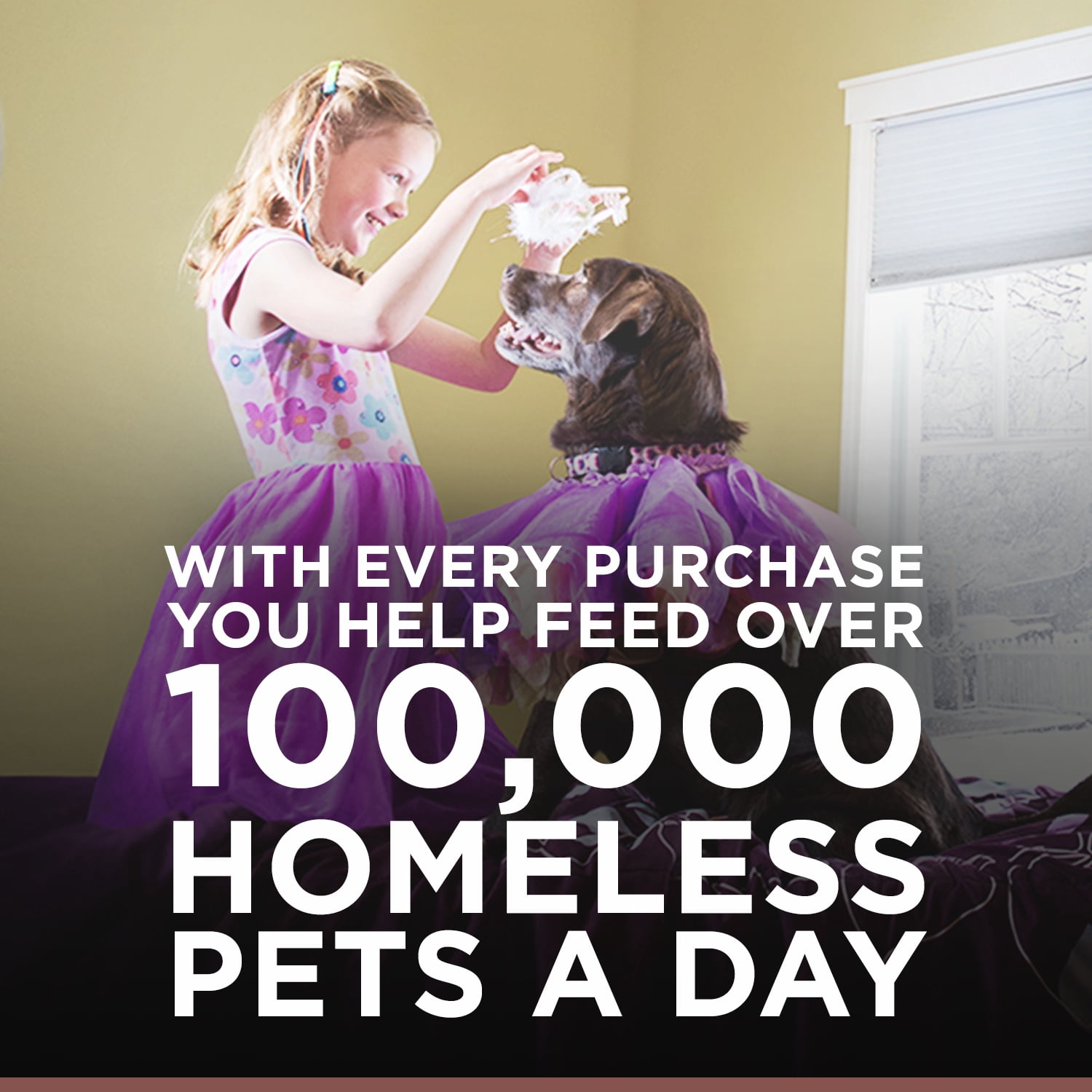 hill's ideal balance senior dog food