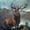 Unframed, variant on Art.com Monarch of the Glen Stretched Canvas Print Wall Art by Edwin Henry Landseer, 16" x 16"