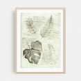 thumbnail image 2 of Leaves - Drawing Botanical Floral Vintage Nature Sketch Monstera Unframed Wall Art Print 12 x 16 inches, 2 of 16