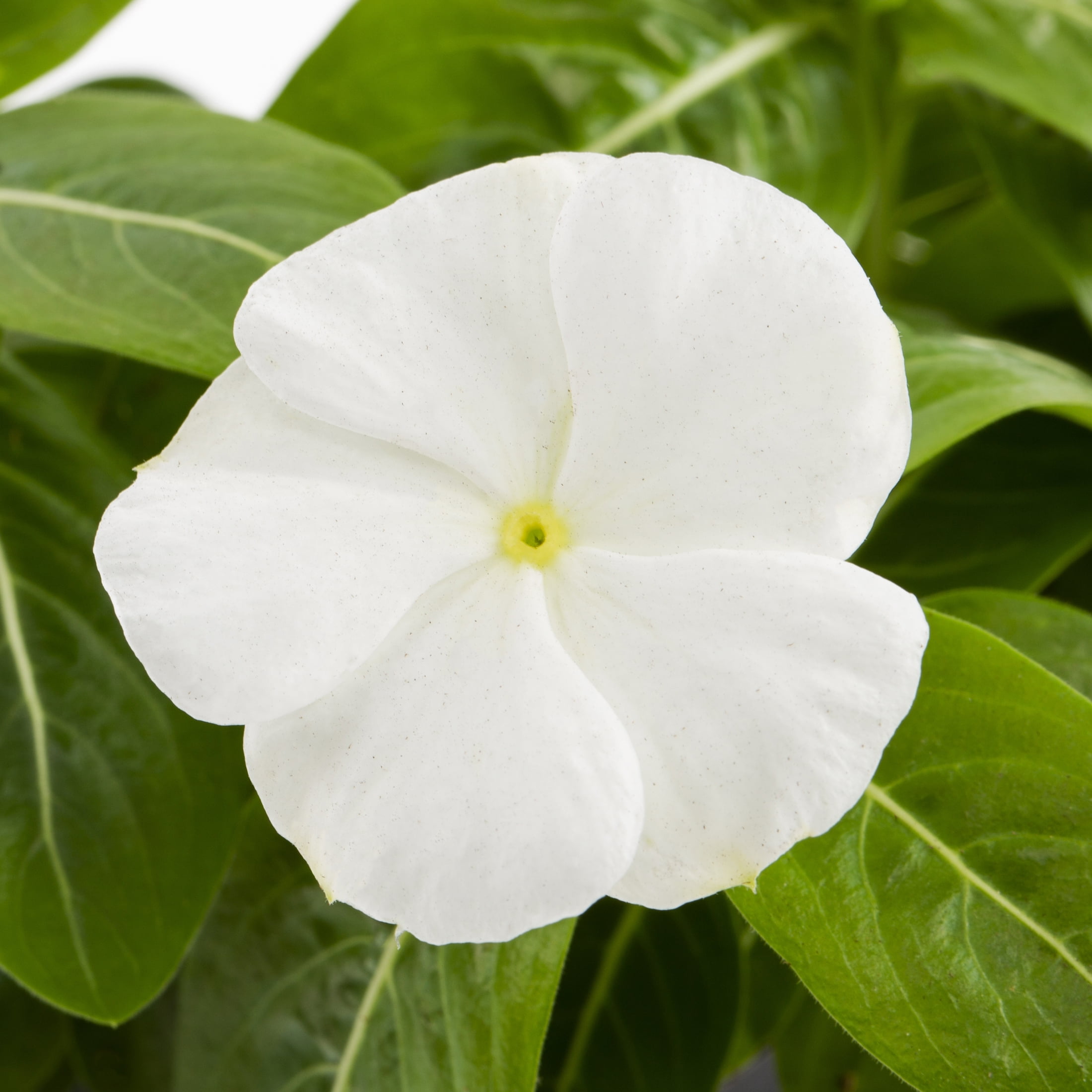 Expert Gardener 1.5gal White Vinca Live Annual Plant Hanging Basket Sun