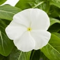 thumbnail image 2 of Expert Gardener 1.5gal White Vinca Live Annual Plant Hanging Basket Sun, 2 of 5