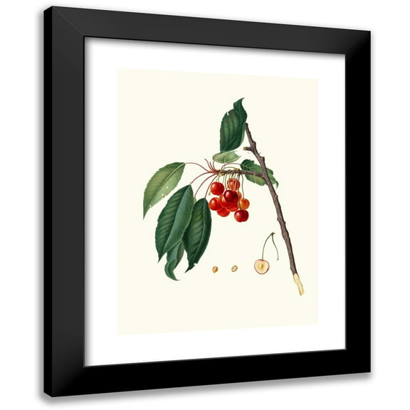 Giorgio Gallesio 11x14 Black Modern Framed Museum Art Print Titled - Cherry Acquajuola. (Cerasus; Cherry Acquaiolo; Cherries) (1817-1839)