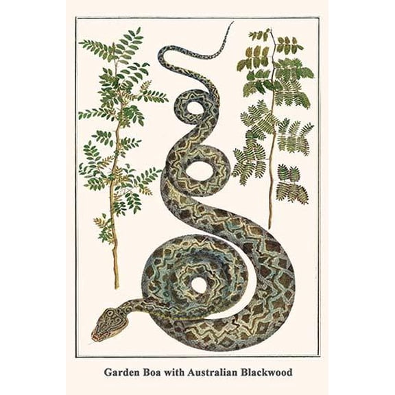 Garden Boa with Australian Blackwood-Fine Art Canvas Print (20" x 30")