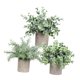 thumbnail image 2 of Plantas Artificiales en Maceta Strade Fareast Limited 3 Piezas Decorativas Estilo A, 2 of 8