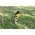 thumbnail image 5 of Hi-Line Gifts Oriole on Branch Outdoor Garden Statue - 7" - Black and Orange, 5 of 5