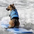 thumbnail image 4 of Chaleco salvavidas ajustable reflectante de verano para perros AZUL L Kuyhfg Bienvenido a Kuyhfg, 4 of 4
