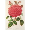 thumbnail image 3 of Charles Antoine Lemaire 13x18 Black Modern Framed Museum Art Print Titled - Rose (Ile-Bourbon) Var. Souvenir of the Malmaison with Pink Flowers (1854-1896), 3 of 5
