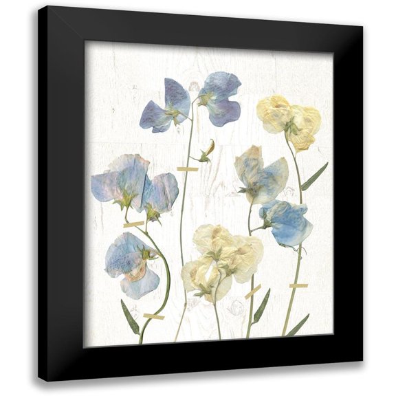 Robinson, Carol 12x14 Black Modern Framed Museum Art Print Titled - Blue Sweet Peas II
