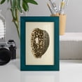 thumbnail image 5 of Sealife Collection III - Framed Print w/glass - Ocean Blue, 5 of 8