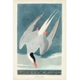 thumbnail image 2 of Audubon, John James 23x32 Gold Ornate Wood Framed with Double Matting Museum Art Print Titled - Pl 250 Artic Tern, 2 of 4