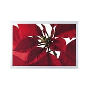 DaySpring Red Poinsettia Christmas Card