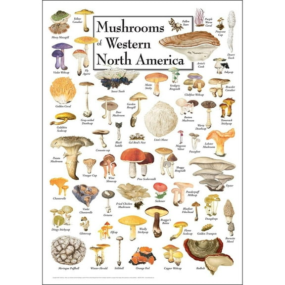 Mushrooms of Western North America - Poster Student Animal Poster Birthday Gift Children's Room Poster Bedroom Decor Office Decor Gifts