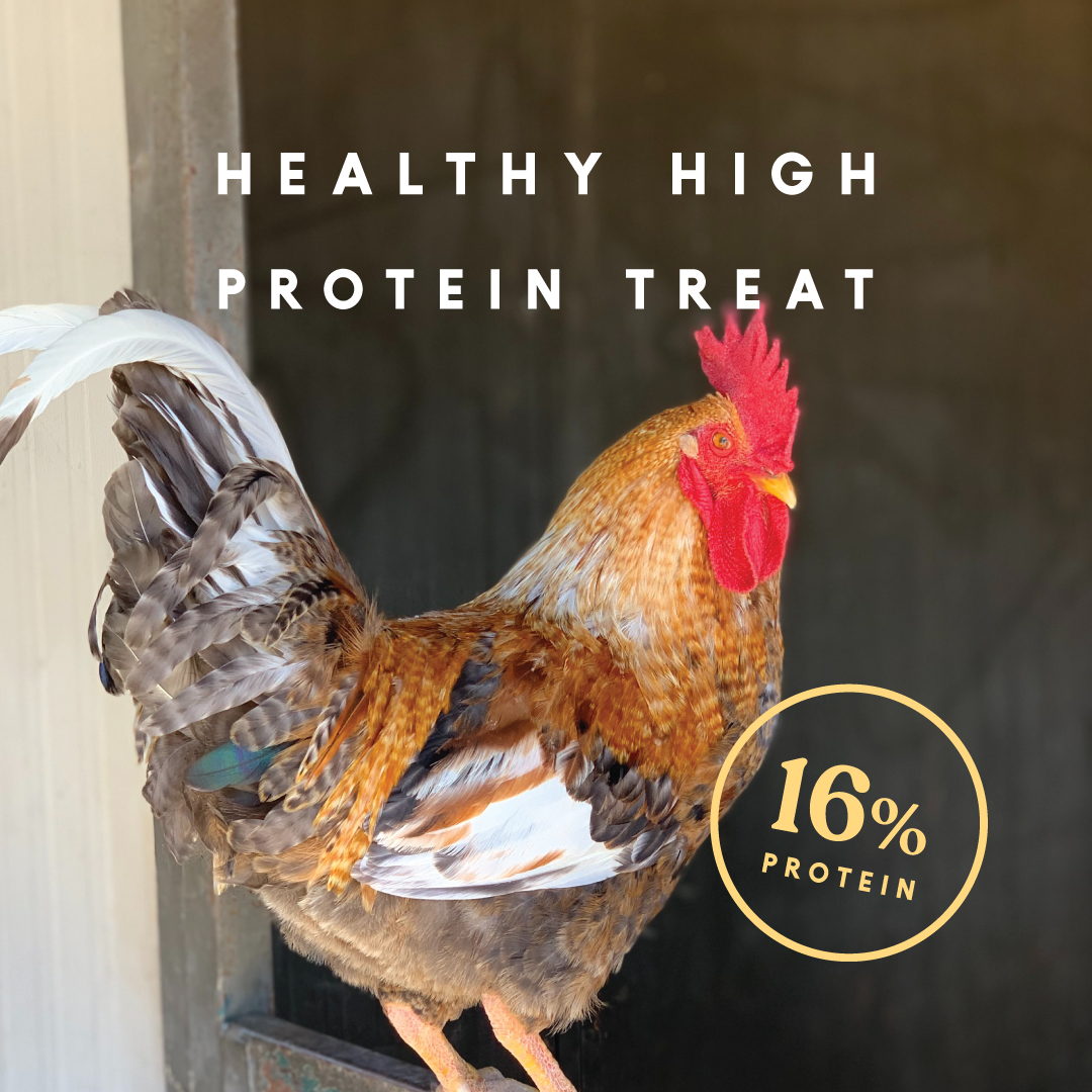 Manna Pro Mealworm Medley Cake | Chicken Treats, Chicken Food | 19.5 Ounces