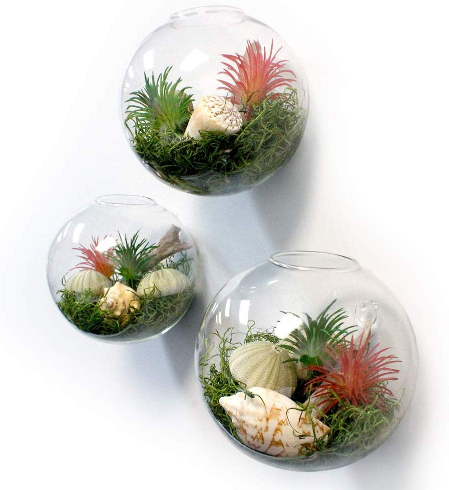 Diy Moss Wall Terrarium / Moss Wall Etsy / Instead, this seller on etsy
