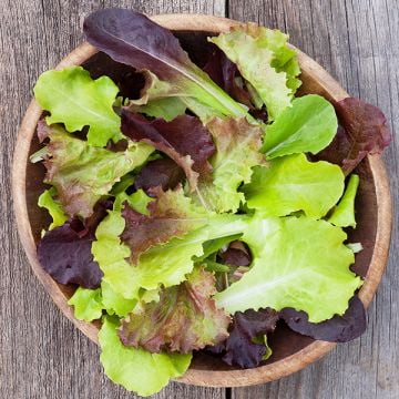 TomorrowSeeds - Gourmet Mix Lettuce Seeds - 2000  Count - For 2026 Planting USA Garden Vegetable
