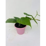 Heart Leaf Philodendron - Easiest House Plant to Grow - 4.5" Unique Design Pot From Jm Bamboo