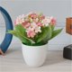 thumbnail image 5 of Decoración floral plástica del escritorio de la casa de la flor de la simulación del paño de las flores artificiales en maceta, rosa Methold HA7819-02B, 5 of 6