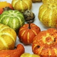 thumbnail image 2 of Northlight Set of 35 Autumn Gourds, Fall Leaves and Pine Cone Vase Filler Decorations, 2 of 3
