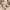White, variant on Miluxas Women's Snow Boots Clearance Warm Insulated Fleece Lined Mid-Calf Winter Boots White 9.5(43)