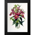 thumbnail image 2 of Withers, Augusta 18x24 Black Modern Framed Museum Art Print Titled - Orchid, Sobralia Macrantha, 2 of 5
