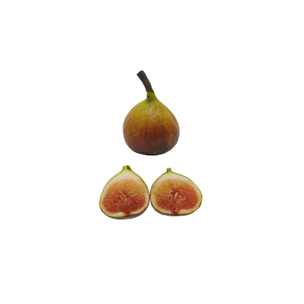 Expert Gardener 18" Purple Olympian Fig Live Plants in 11" Grower Pot, Fruiting