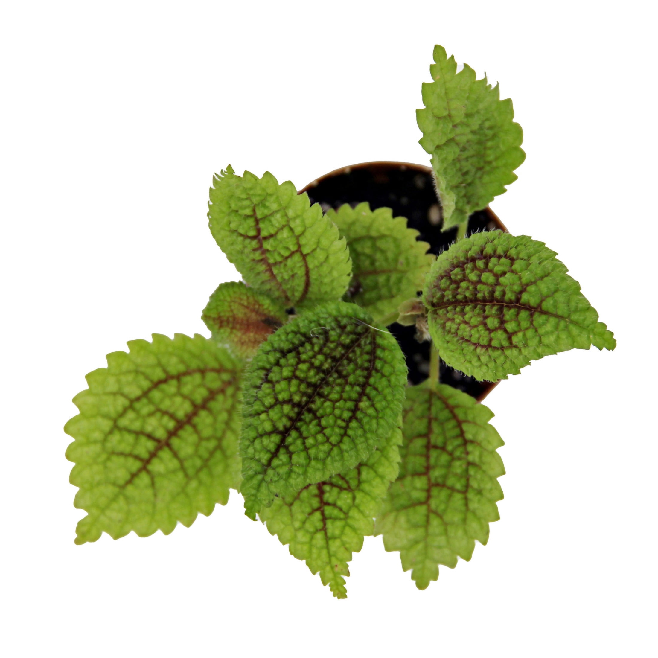 ReptiCulture Pilea 'Moon Valley' Tropical 2" Pot 3 pk