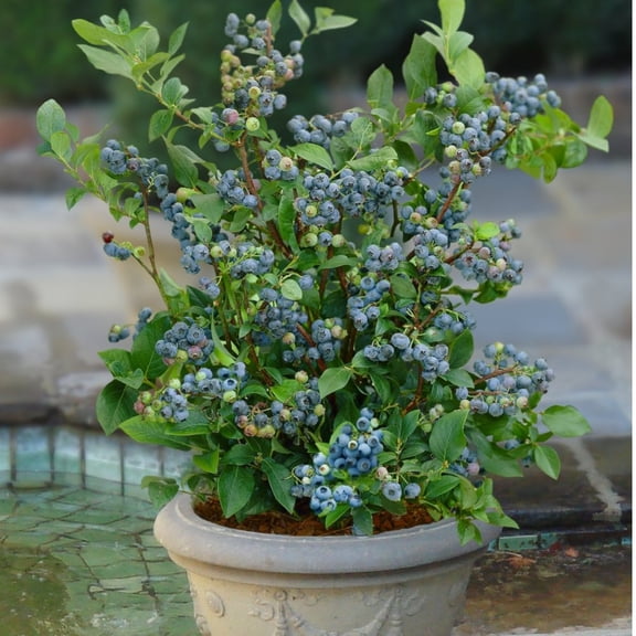 ( 1 ) - Sunshine Blue "Semi-Dwarf" Blueberry - Starter Plant ( 4m ) ( 1 live plant )