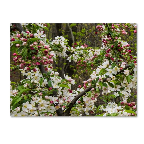 Trademark Fine Art "Apple blossoms II" Canvas Art by Kurt Shaffer