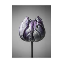 Trademark Fine Art 'Baroque 5 Fabrikken' Canvas Art by Design Fabrikken