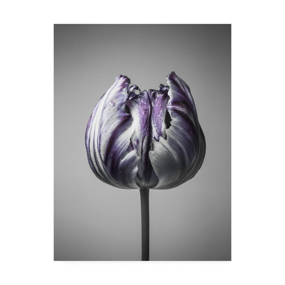 Trademark Fine Art 'Baroque 5 Fabrikken' Canvas Art by Design Fabrikken