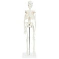 thumbnail image 2 of Anatomy Lab Human Skeleton Model, 19" Desktop Skeleton Has Movable Arms and Legs, Details Basic Human Skeletal System with Display Stand, 2 of 4