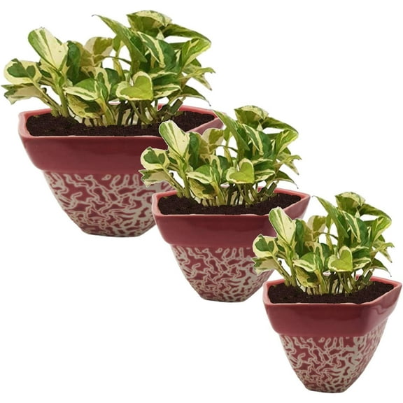 India Meets India Ceramic Flower Pot Planter Indoor Outdoor Planter Handicraft by Awarded Indian Artisan (Red, Set of 3)