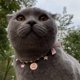 thumbnail image 3 of Perro Gato Perlas Collar Collar Bling Accesorios Cinta Amor Encanto Colgante Mascota Cachorro Joyería para Mujer Cachorro Chihuahua Yorkie Ajustable Hecho a mano Adepaton 220304-4, 3 of 7