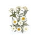 thumbnail image 5 of Flores prensadas secas Macarena manualidades DIY para álbumes de recortes Kits de hojas secas decoración de uñas, 5 of 8