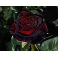 thumbnail image 5 of Rare Rose Seeds True Blood Rose Bush 20 Seeds, 5 of 5