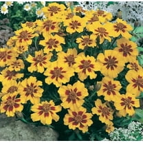 French Marigold Seeds (Dwarf) - Naughty Marietta (200 Seeds) - Easy to Grow and Beautiful Blooms