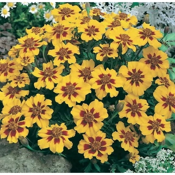 French Marigold Seeds (Dwarf) - Naughty Marietta (200 Seeds) - Easy to Grow and Beautiful Blooms