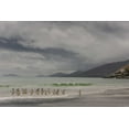 thumbnail image 2 of Illg, Cathy and Gordon 32x23 White Modern Wood Framed Museum Art Print Titled - Saunders Island Gentoo penguins coming ashore, 2 of 4